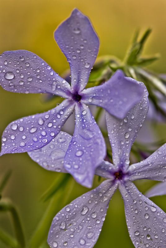 fleurs